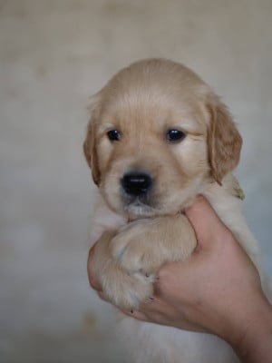 Les chiots de Golden Retriever