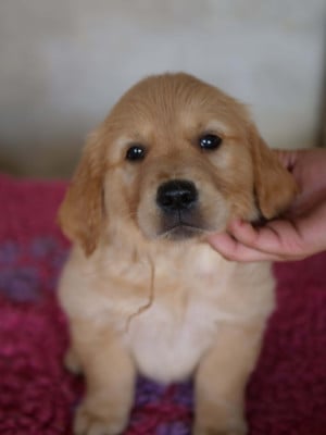 Les chiots de Golden Retriever