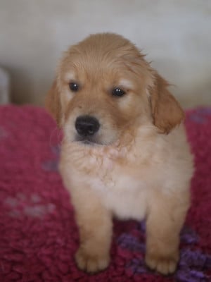 Les chiots de Golden Retriever