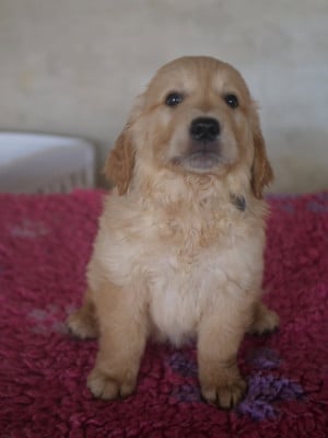 Les chiots de Golden Retriever