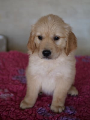 Les chiots de Golden Retriever