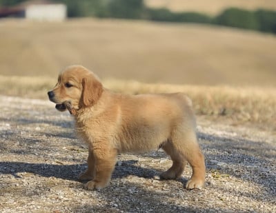 Les chiots de Golden Retriever