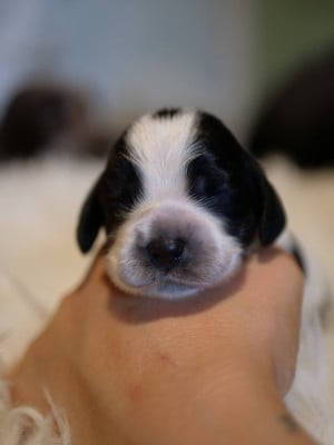Les chiots de Cocker Spaniel Anglais