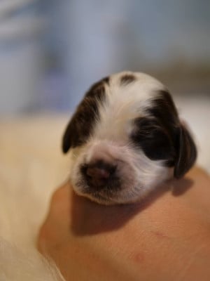 Les chiots de Cocker Spaniel Anglais