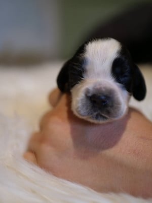 Les chiots de Cocker Spaniel Anglais