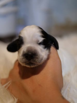 Les chiots de Cocker Spaniel Anglais