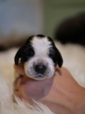 Les chiots de Cocker Spaniel Anglais
