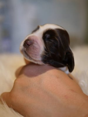 Les chiots de Cocker Spaniel Anglais