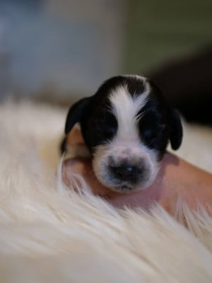Les chiots de Cocker Spaniel Anglais