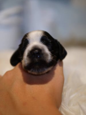 Les chiots de Cocker Spaniel Anglais