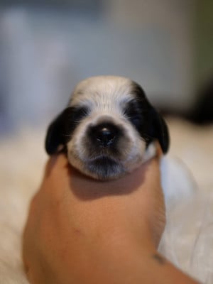 Les chiots de Cocker Spaniel Anglais