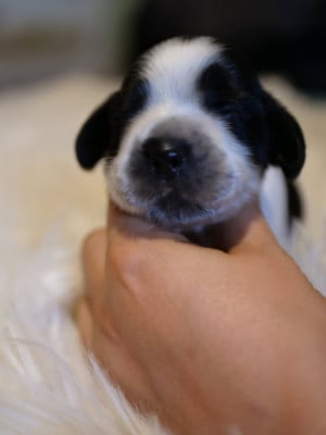 Les chiots de Cocker Spaniel Anglais