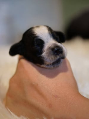 Les chiots de Cocker Spaniel Anglais