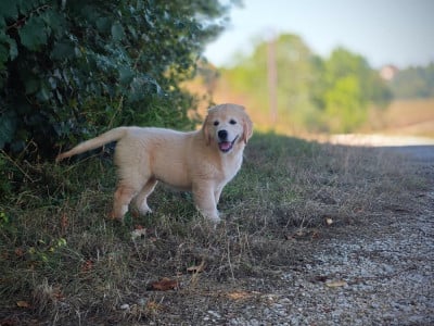 Les chiots de Golden Retriever