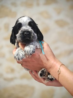 Les chiots de Cocker Spaniel Anglais