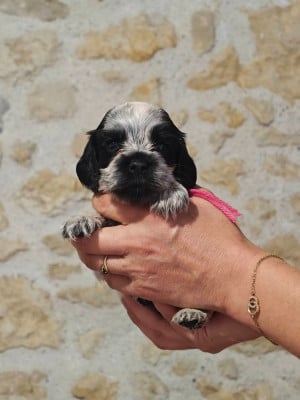 Les chiots de Cocker Spaniel Anglais