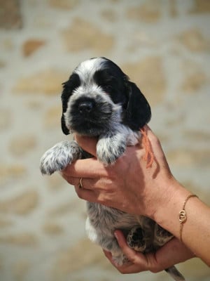 Les chiots de Cocker Spaniel Anglais