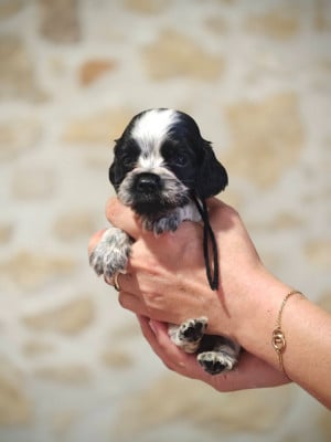Les chiots de Cocker Spaniel Anglais