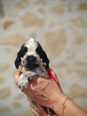 Les chiots de Cocker Spaniel Anglais