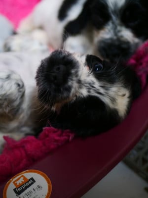 Les chiots de Cocker Spaniel Anglais