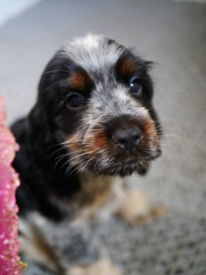 Les chiots de Cocker Spaniel Anglais