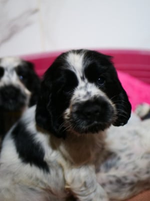 Les chiots de Cocker Spaniel Anglais