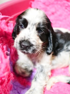 Les chiots de Cocker Spaniel Anglais
