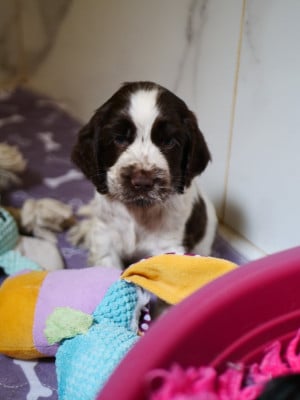 Les chiots de Cocker Spaniel Anglais