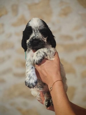 Les chiots de Cocker Spaniel Anglais