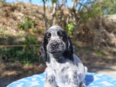 Les chiots de Cocker Spaniel Anglais