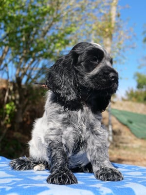 Les chiots de Cocker Spaniel Anglais