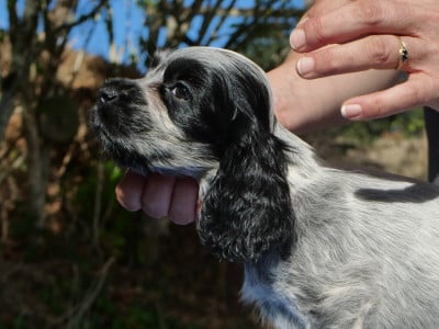 Les chiots de Cocker Spaniel Anglais