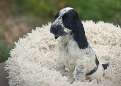 Les chiots de Cocker Spaniel Anglais