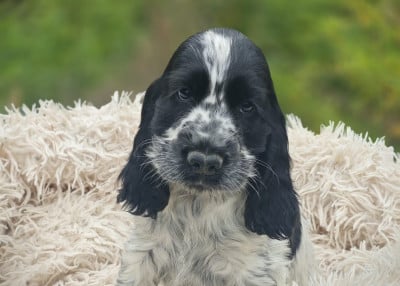 Les chiots de Cocker Spaniel Anglais