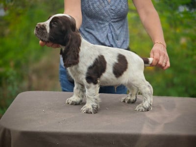 Les chiots de Cocker Spaniel Anglais
