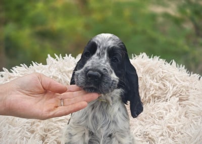 Les chiots de Cocker Spaniel Anglais