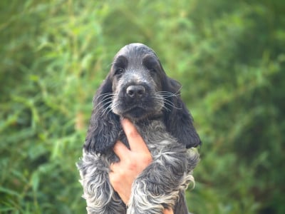 Les chiots de Cocker Spaniel Anglais