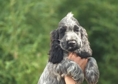 Les chiots de Cocker Spaniel Anglais