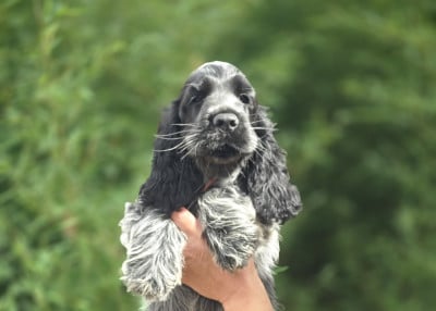 Les chiots de Cocker Spaniel Anglais