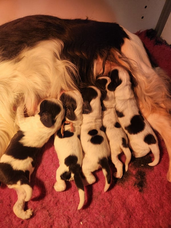 Cocker Spaniel Anglais - de la rivière d'opale