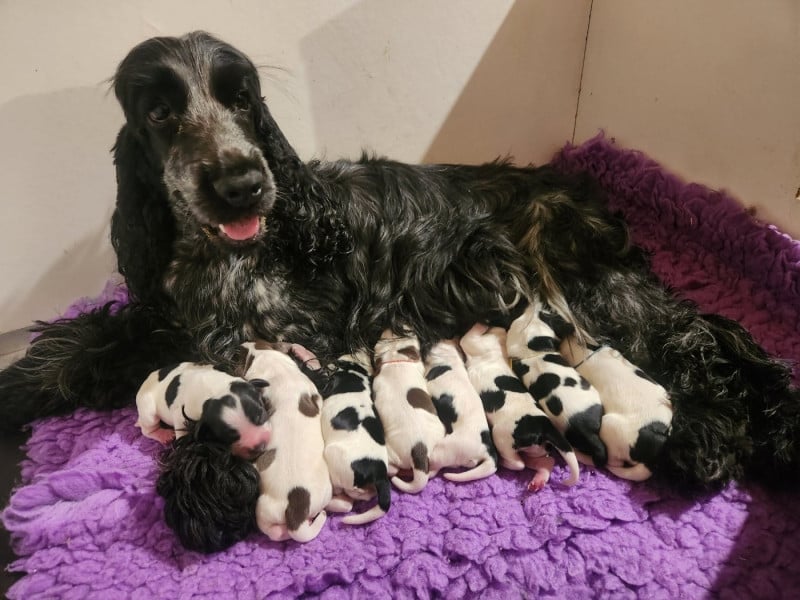 Cocker Spaniel Anglais - de la rivière d'opale