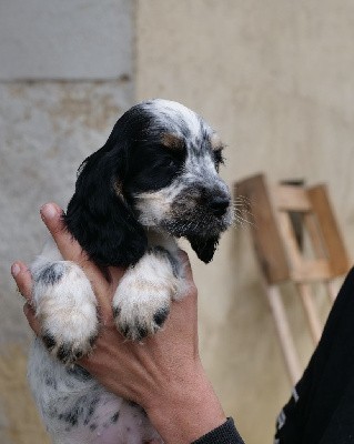 * Mise à jour du 29/10/2025 *
Jonquille est prête à rejoindre sa famille. 
Primo vaccination + rappel OK
Identifiée par transpondeur
Traitée contre les parasites internes et externes
Inscrite au LOF
Saine NF et APR par parenté
Parents valorisé en beauté et en travail lignées prestigieuses.
*29/09/2025*
Ma petite Jonquille à pour le moment un léger souffle au coeur qualifié de souffle juvénile par ma vétérinaire. Par acquis de conscience je préfère la gardé jusqu'à son prochain vaccin afin de contrôler cette anomalie et si besoin lui faire voir un spécialiste. 
Elle sera donc disponible à partir de début novembre, sous réserve que le souffle ne soit plus présent lors du prochain contrôle vétérinaire.