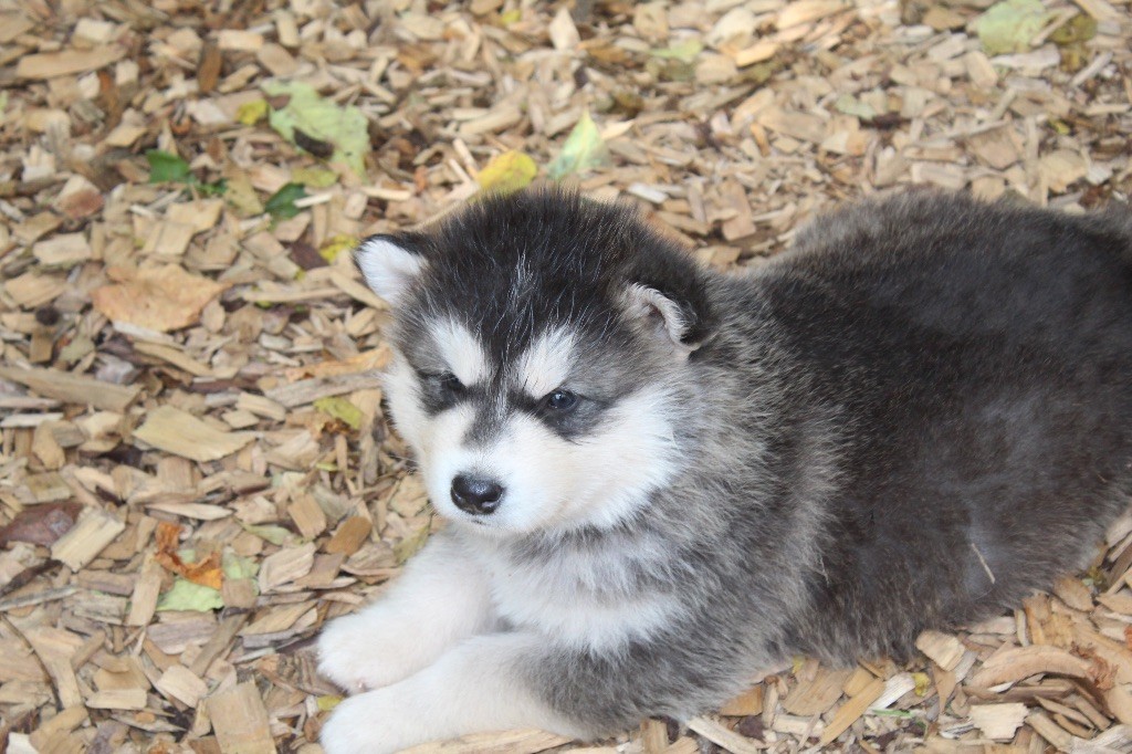 Alaskan Malamute - Royal Fluffy