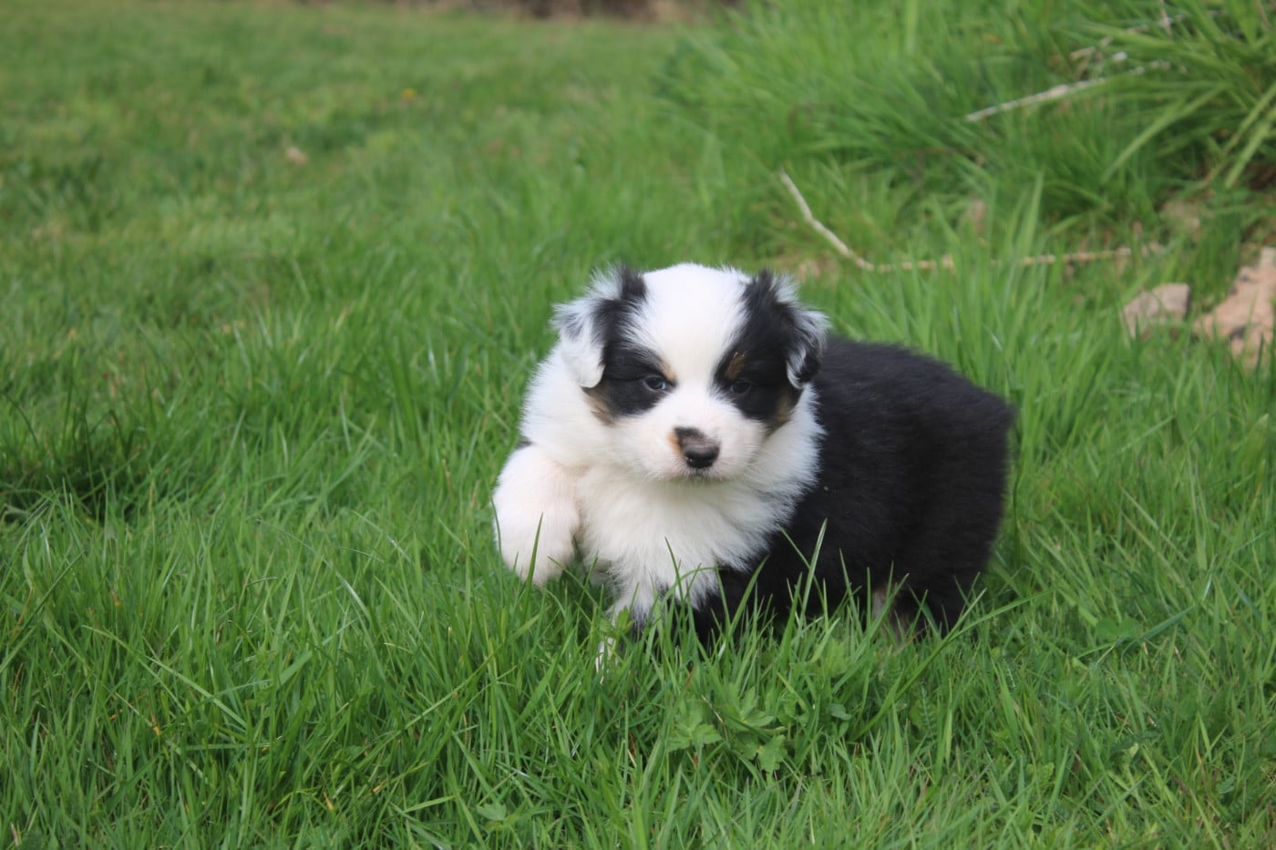 Berger Australien - Royal Fluffy