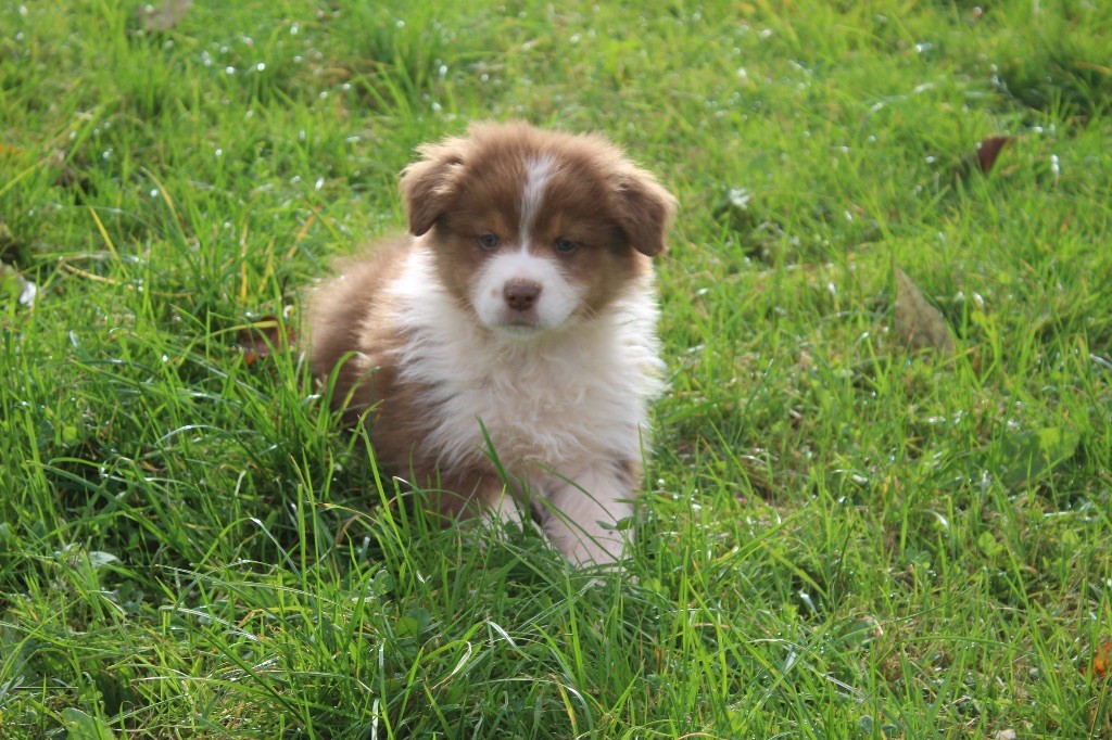 Berger Australien - Royal Fluffy