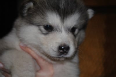 Les chiots de Alaskan Malamute