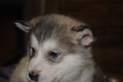 Les chiots de Alaskan Malamute