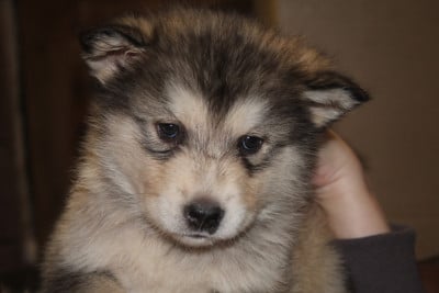 Les chiots de Alaskan Malamute
