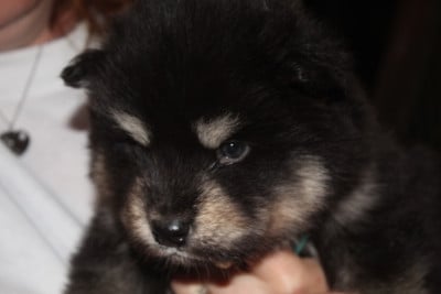 Les chiots de Alaskan Malamute
