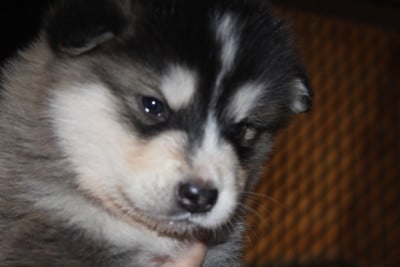 Les chiots de Alaskan Malamute